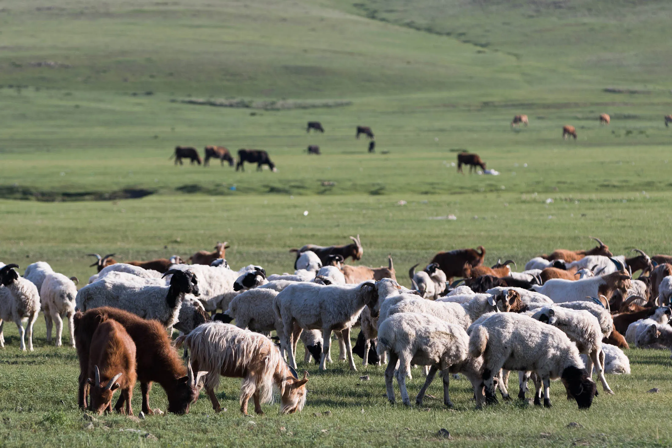 Sheep and goats graze in a field in Tuv province, Mongolia.

