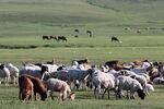 Sheep and goats graze in a field in Tuv province, Mongolia, on Sunday, Aug. 9, 2015. Mongolia's economy slowed in the first half of the year to the weakest pace since it contracted in 2009, as foreign investment fell amid disputes with overseas firms.

