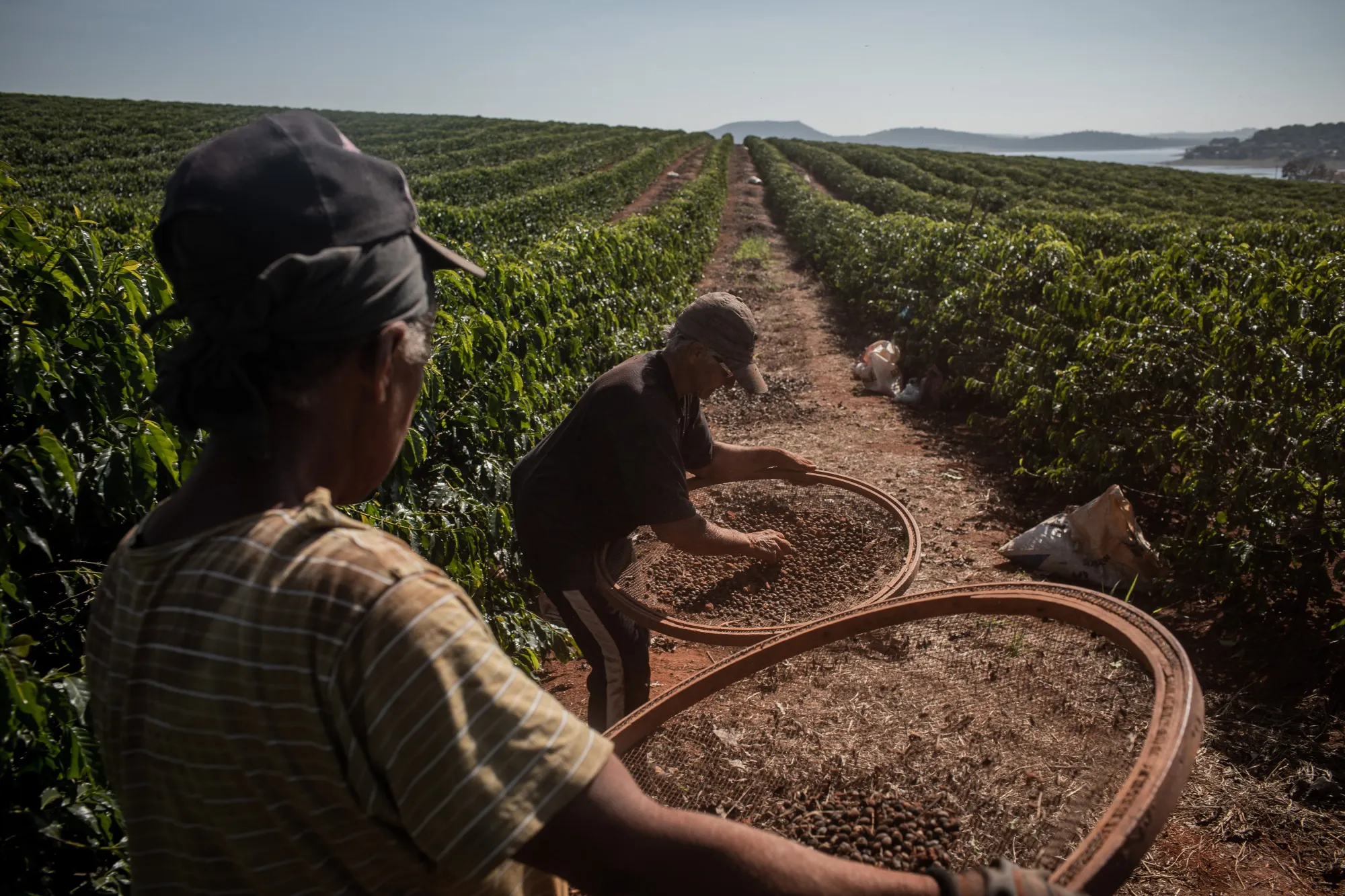 Workers sift coffee beans during a harvest at a plantation in Alfenas,&nbsp;Brazil.