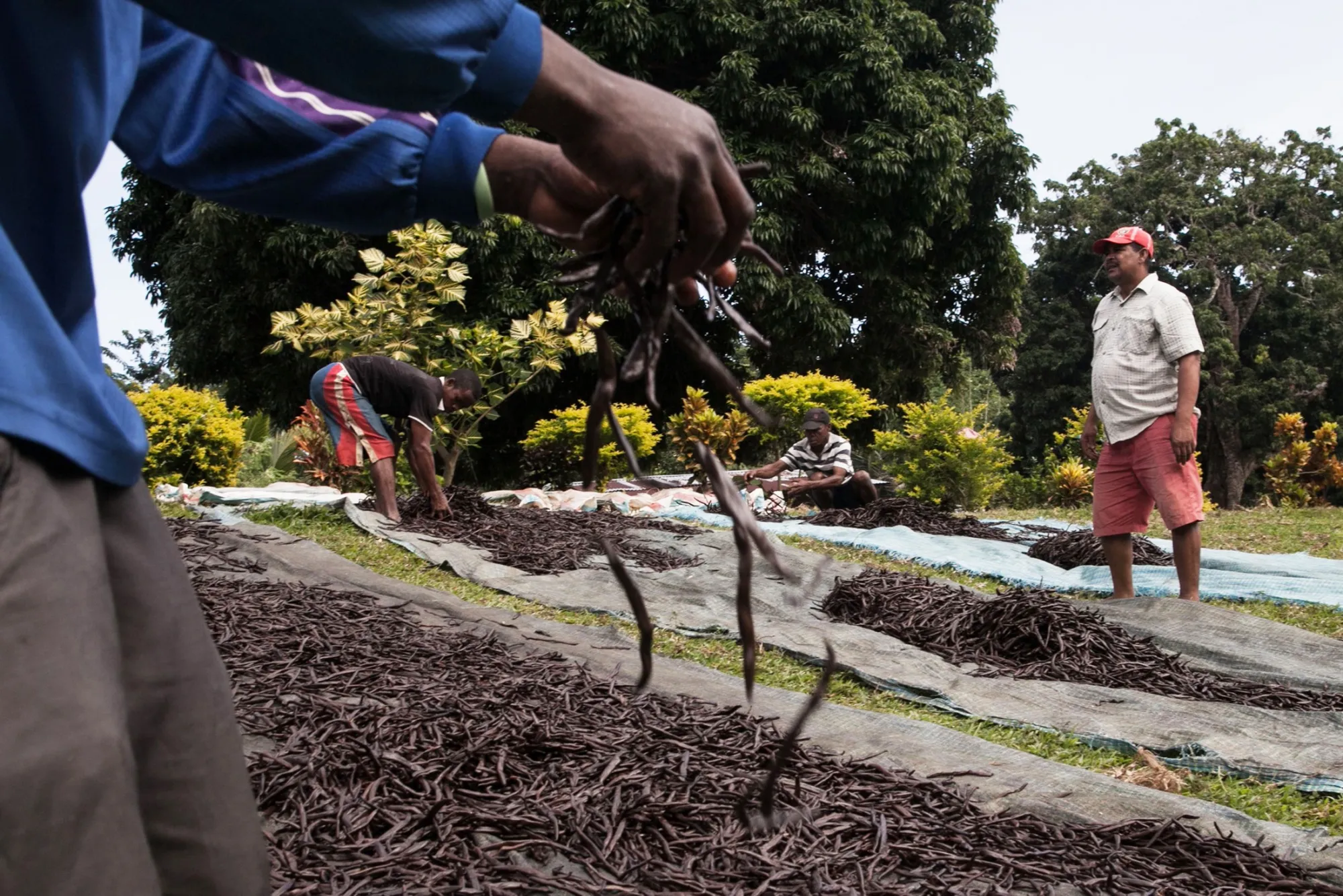 Madagascar is the world’s largest vanilla producer.