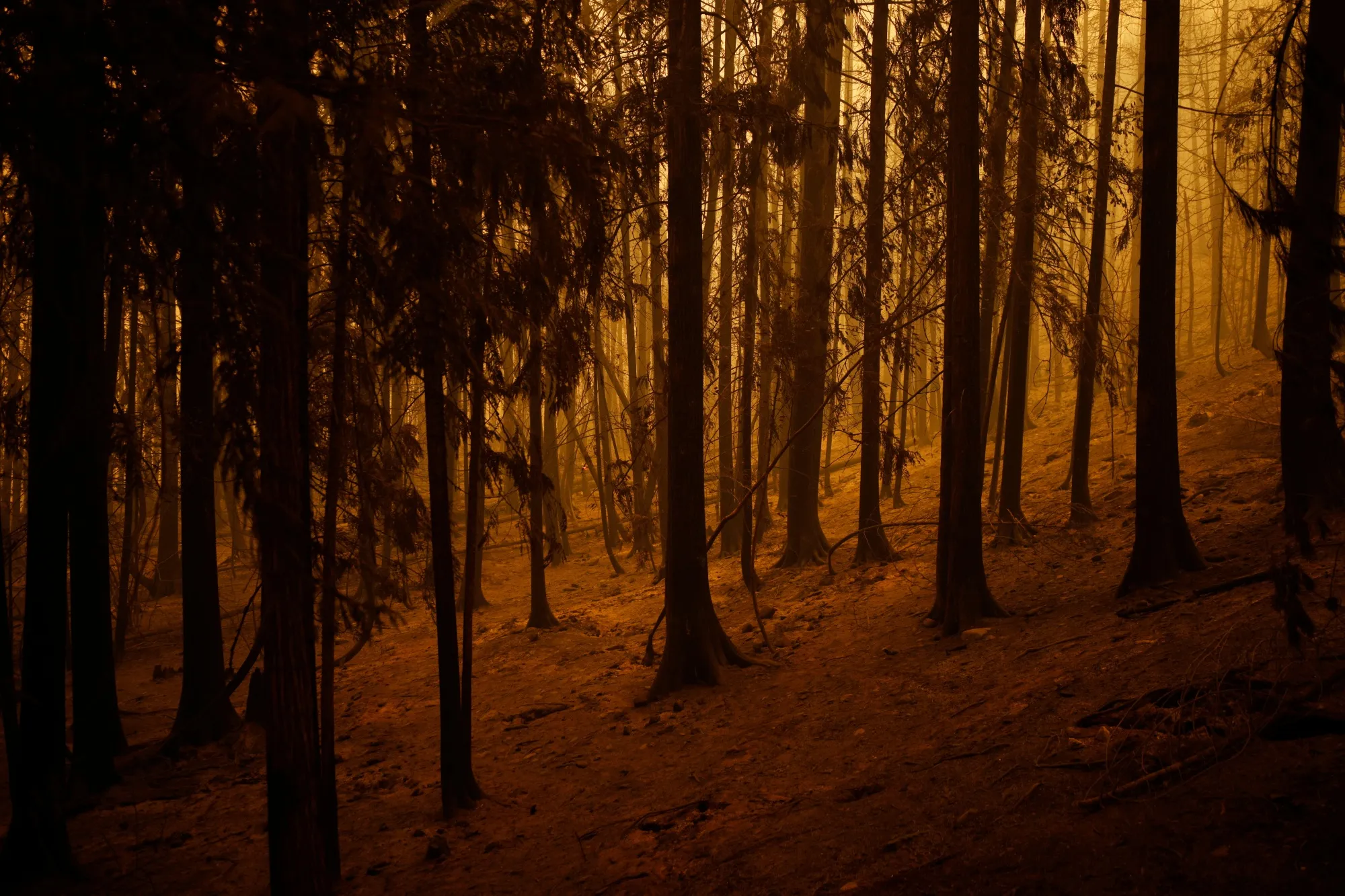 Burnt trees during a wildfire in Celista, British Columbia, Canada.