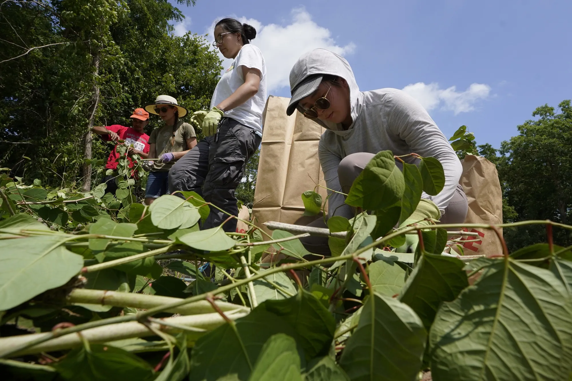 Fin Jones, of Falmouth, Mass., a member of the Mashpee Wampanoag tribe, top center, and Jessica Tran, right, of St. Paul, Minn., work to remove invasive plant species at the Wampanoag Common Lands project, in Kingston, Mass., Tuesday, Aug. 2, 2022. The project by the Native Land Conservancy is among efforts by tribes and other Native groups nationwide to reclaim and repair lands altered by western civilization. (AP Photo/Steven Senne)