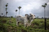 European Retailers Suspend Brazil Beef On Deforestation