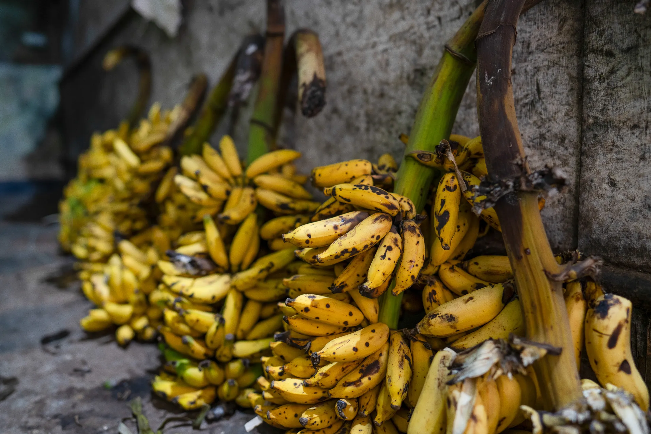 Unsold bananas at a market in Vizianagaram, Andhra Pradesh, on May 10. Though production of grains, fruits and vegetables is increasing, refrigeration is still inadequate across the supply chain in India.&nbsp;