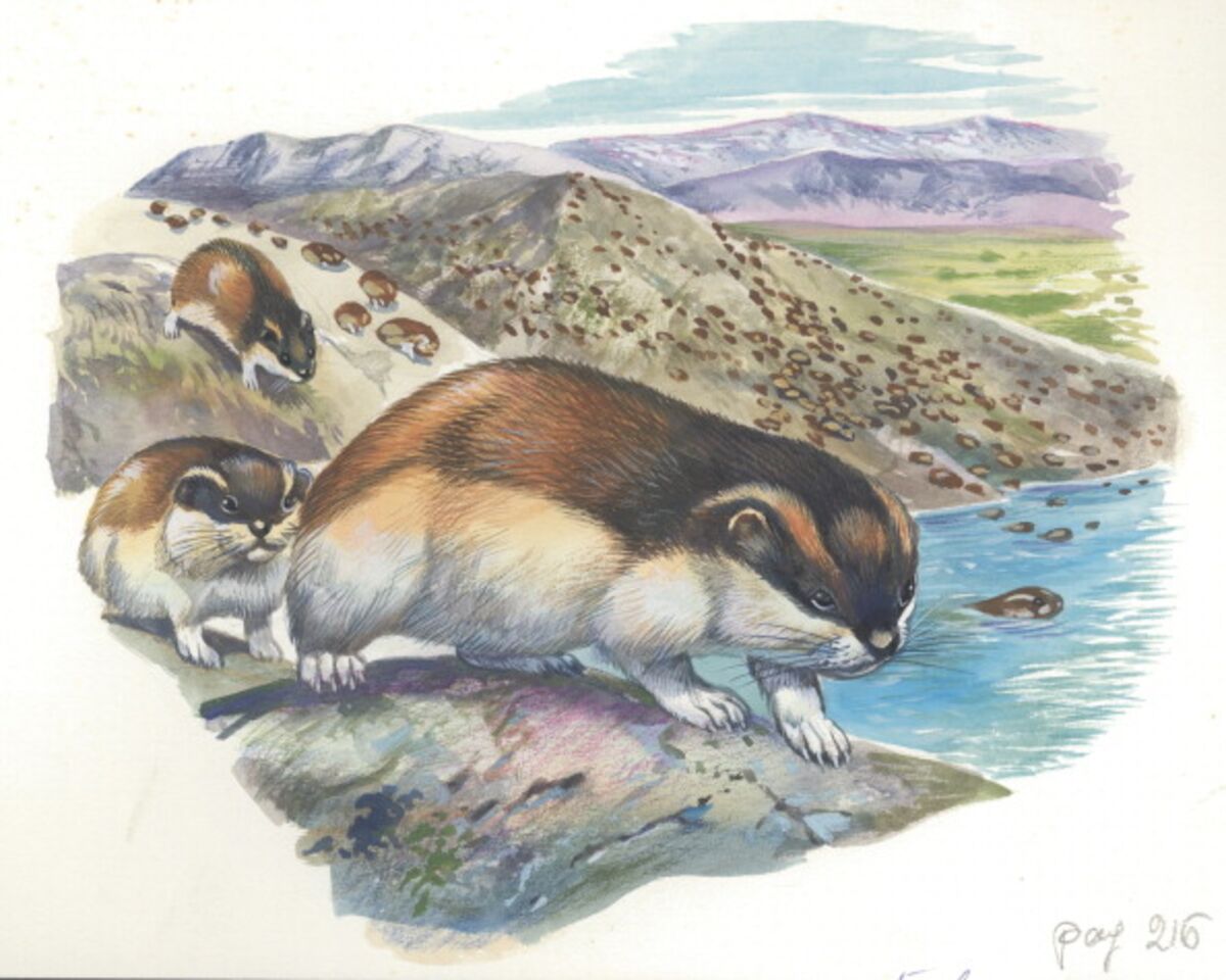 Как нарисовать лемминга. Лемминг картинка для детей. Лемминг животное миграция. Лемминг рисунок для детей. Лемминг художник