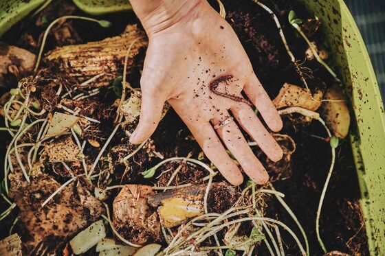 Let These Worms Have Your Leftovers