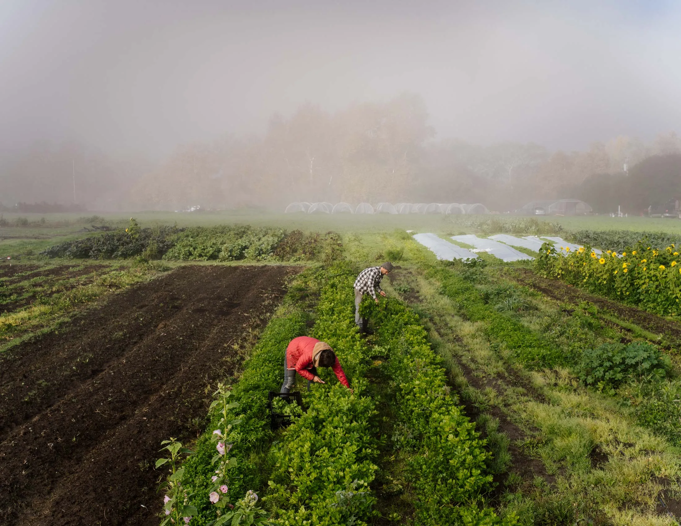 1481222025_sb_farmers51-2