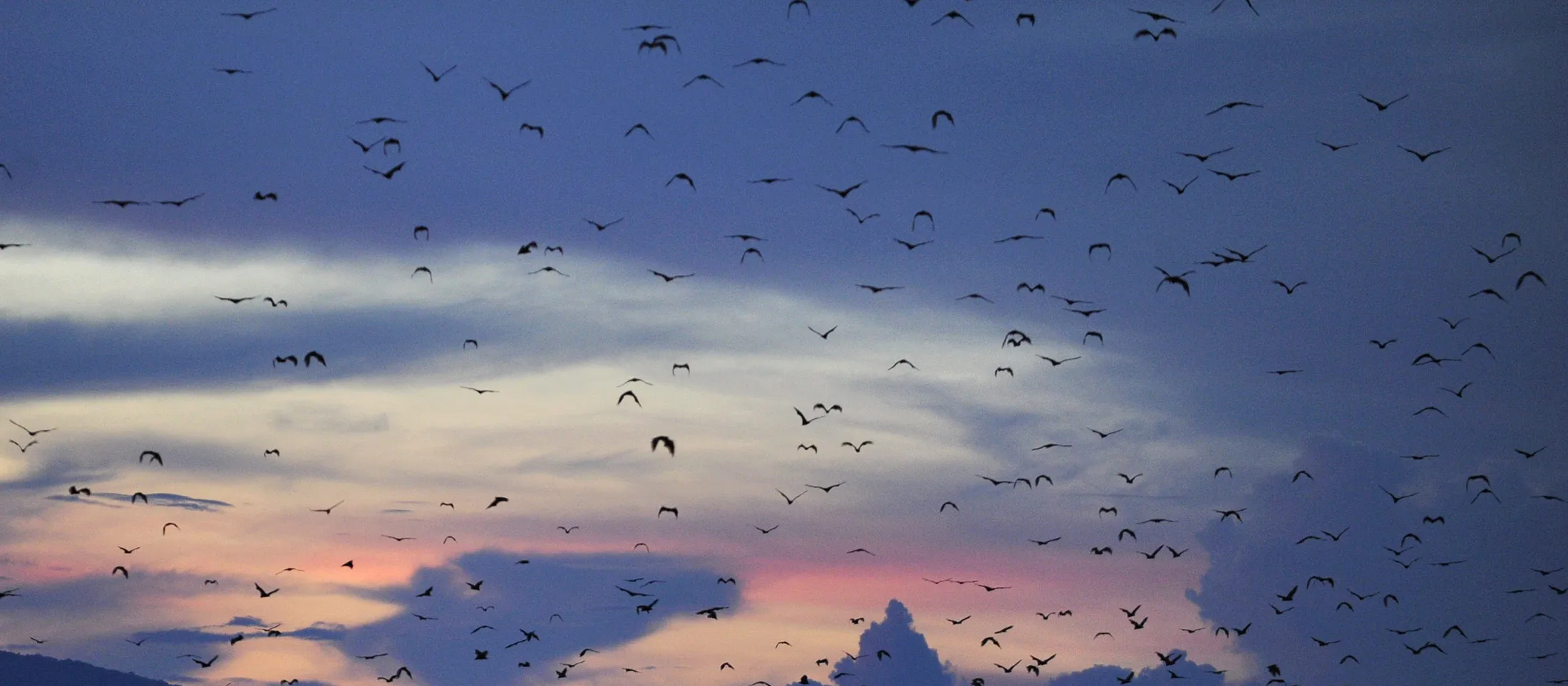 1494404132_BATS