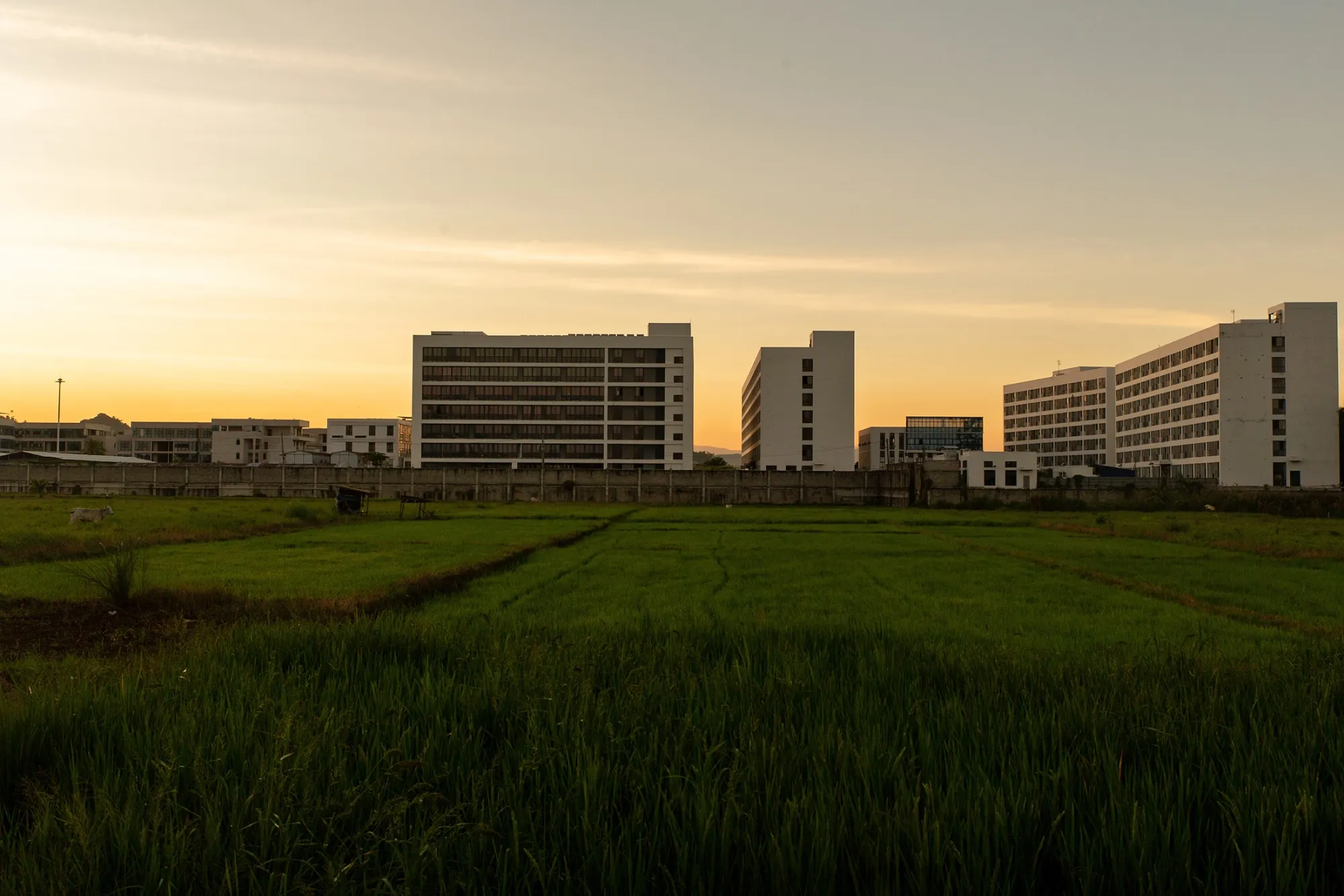 How Online Gambling Unleashed Transnational Crime on the Philippines