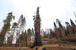 A dead giant sequoia tree after the Castle Fire in Sequoia National Forest, California.