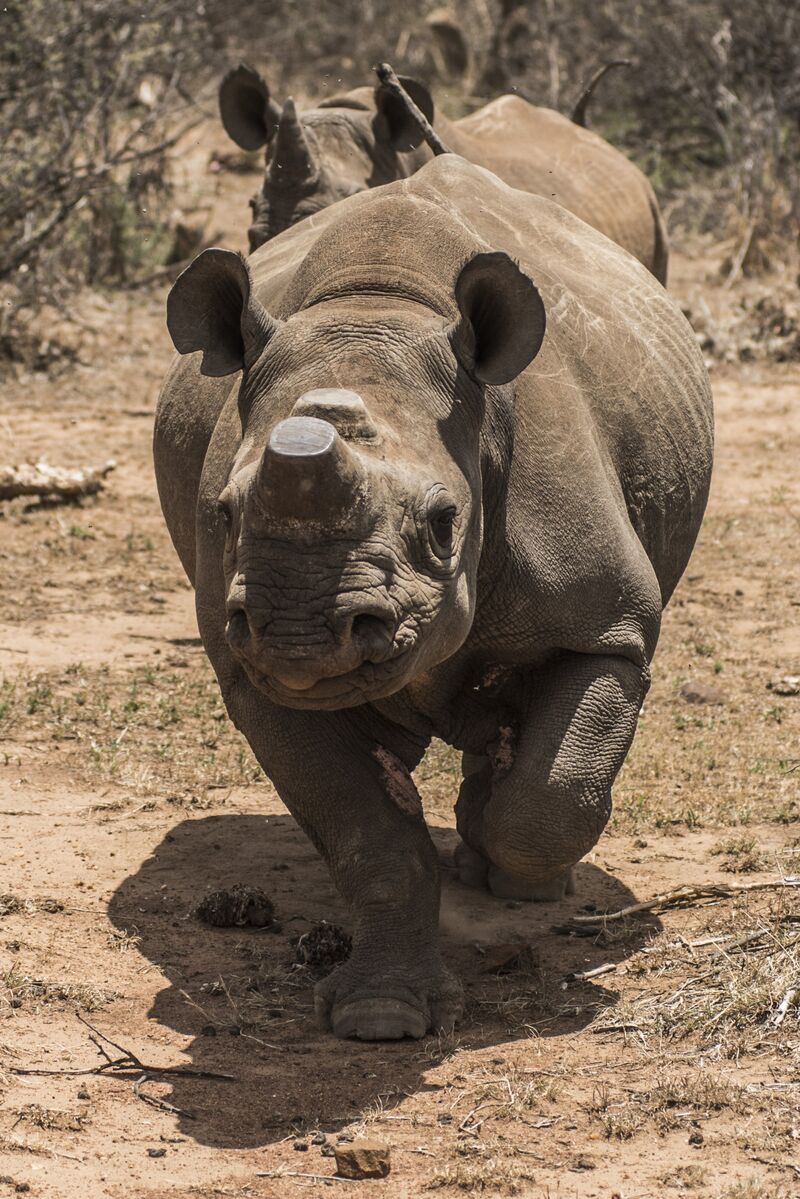 Private Rhino Farm In South Africa