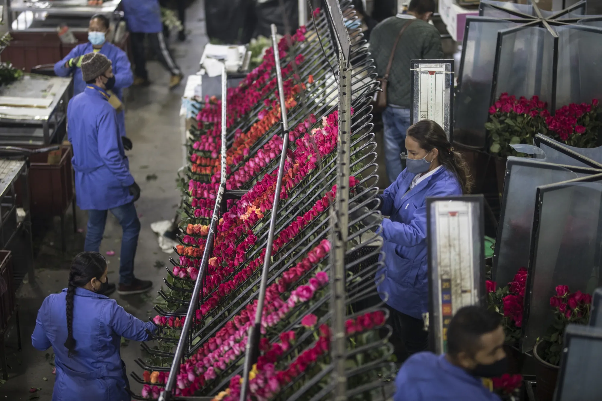Colombian workers select freshly cut roses to be packed for export.