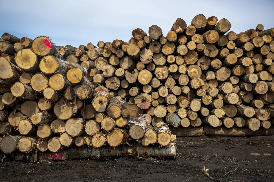 Wood for processing at a sawmill in Lachute, Canada.