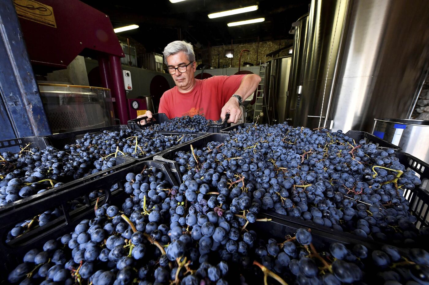 FRANCE-AGRICULTURE-ENVIRONMENT-WINE-BORDEAUX-VEGAN