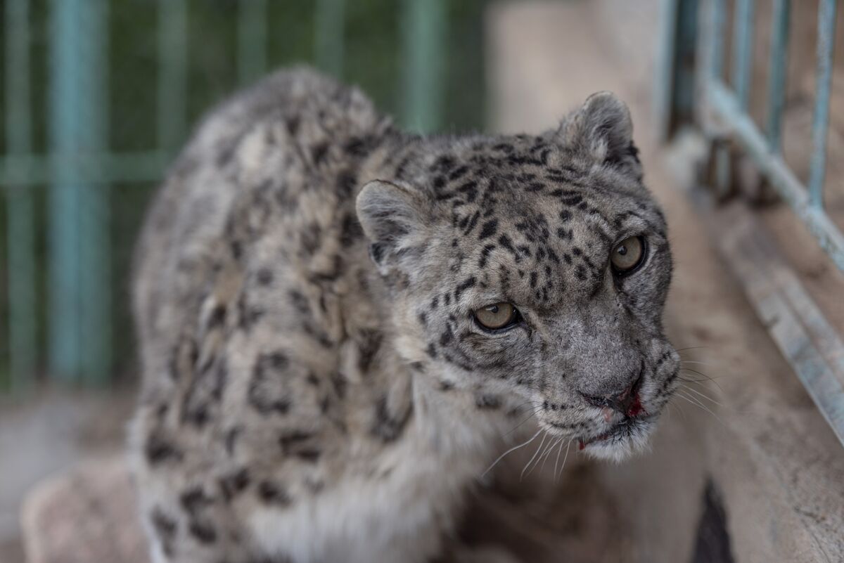 3 Snow Leopards With COVID-19 Die At Lincoln Children's Zoo