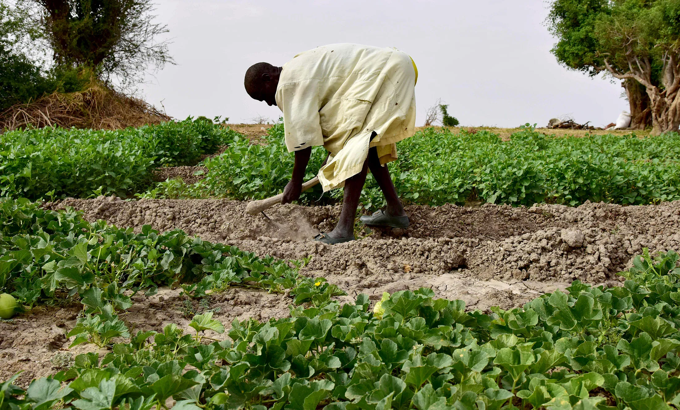 A man picks melons in a field by the River Yobe, near Diffa, Nigeria.
