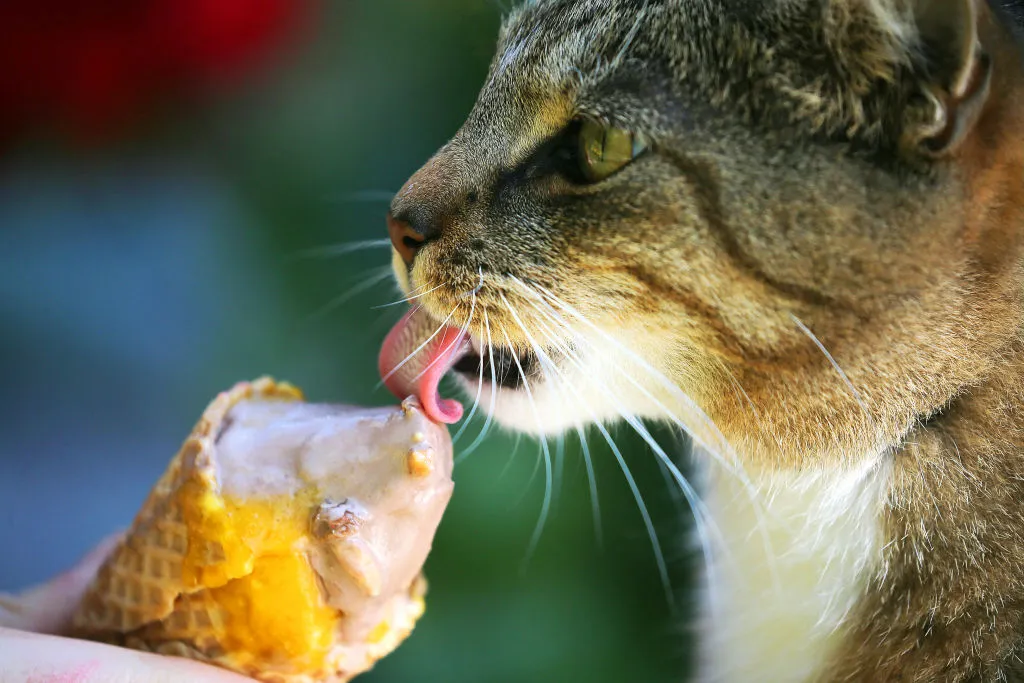 Taking a licking.