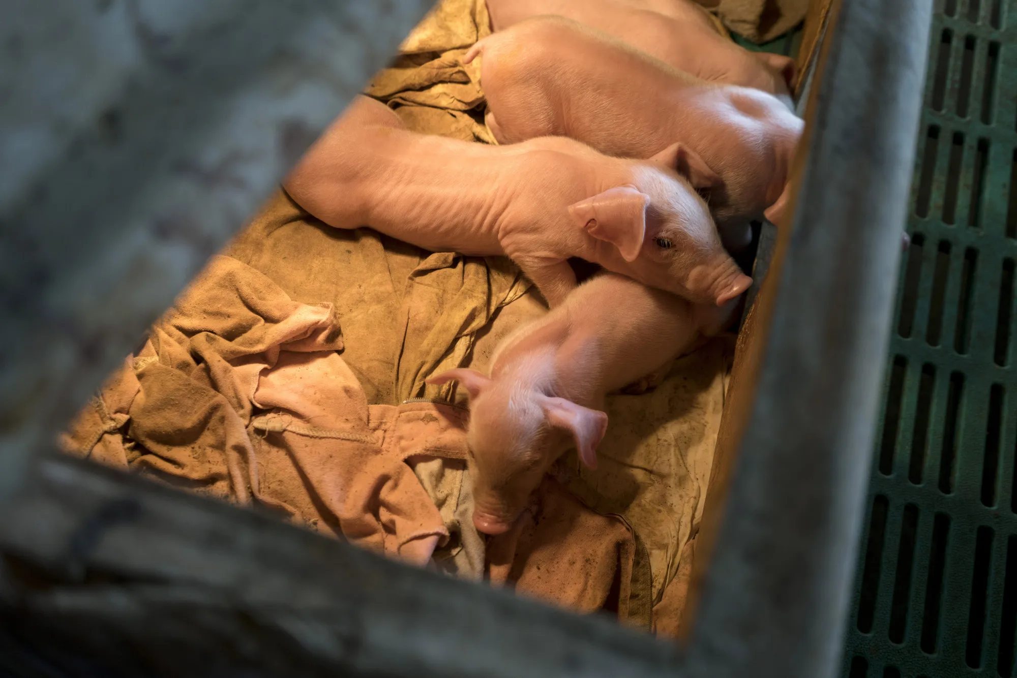 Operations at the Tianjin Tianjiao Group Hog Feed Producer