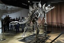 TOPSHOT-US-DINOSAUR