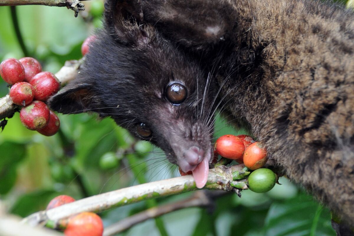 Afineur: Better Coffee, Without the Civet Poop - Bloomberg