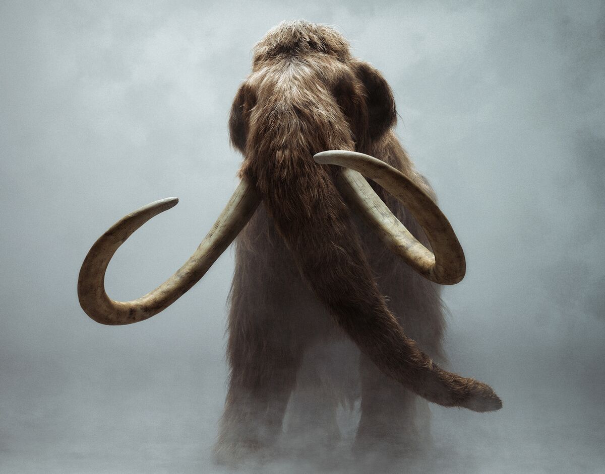 Related image of Woolly Mammoth.