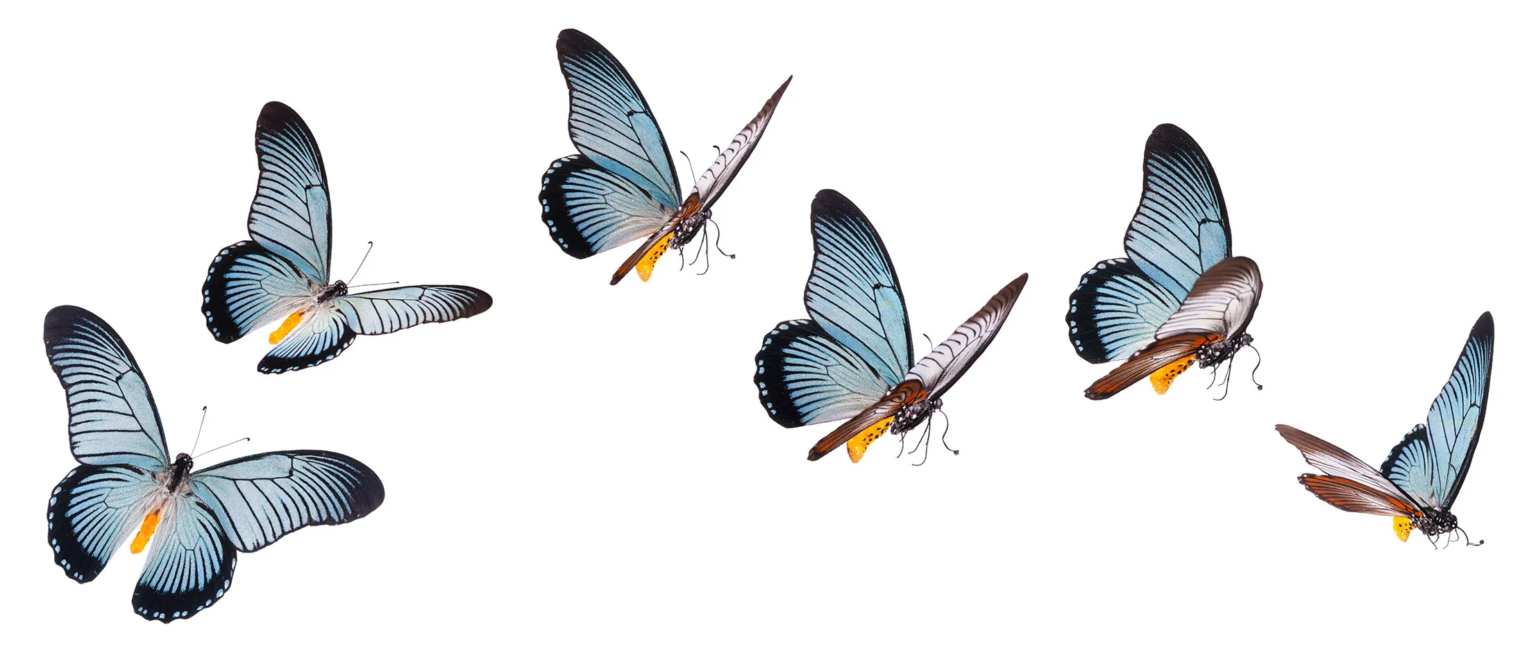 Swallowtail butterfly in various flying positions