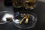 A container of Psilocybe mushrooms sits alongside the same substance in pill form at a lab in Nanaimo, Canada.&nbsp;