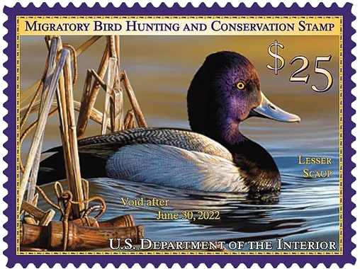 Richard Clifton, of Milford, Delaware, won the 2020 Federal Duck Stamp Art Contest with an illustration of a lesser scaup, with duck calls in the lower, left corner.
