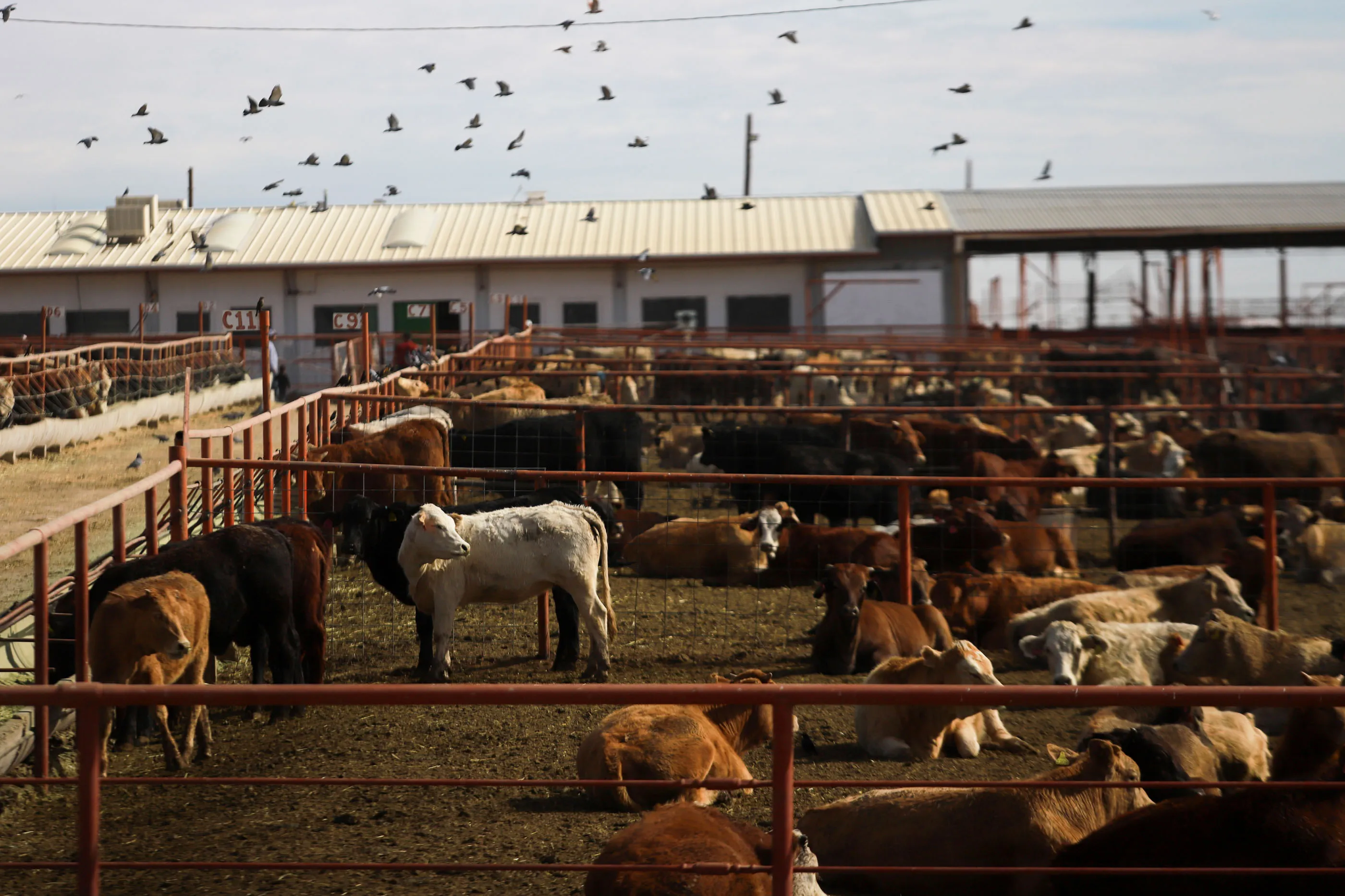 CIUDAD JUAREZ , MEXICO - NOVEMBER 27 Cattle are detained in the pens of the Chihuahua Regional Livestock Union, at the Jeronimo-Santa Teresa border crossing in Ciudad Juarez, Mexico on November 27, 2024.&nbsp;