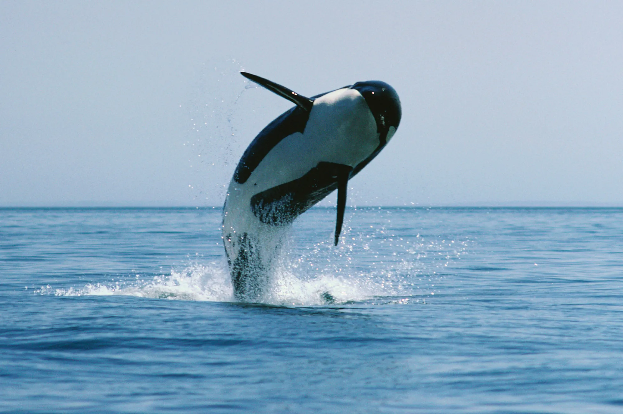 Killer Whales Pose Newest Threat to Kinder Morgan Oil Pipeline - Bloomberg