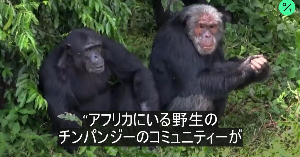 ジェーン・グドール博士：アフリカのチンパンジー保護を語る