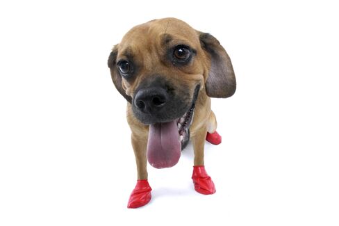 A dog modeling Pawz dog boots.