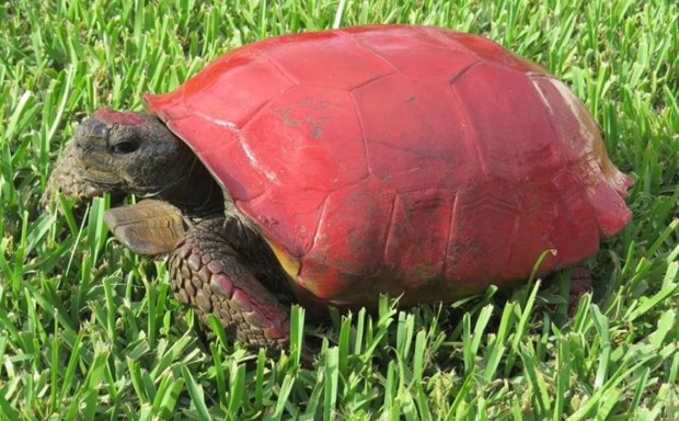 An illegally painted gopher tortoise, prior to cleaning.