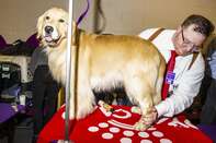 Inside The 143rd Westminster Kennel Club Dog Show