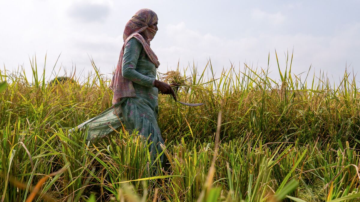 India's Weakest Monsoon Since 2015 Hits Farmers, Drags on Economy