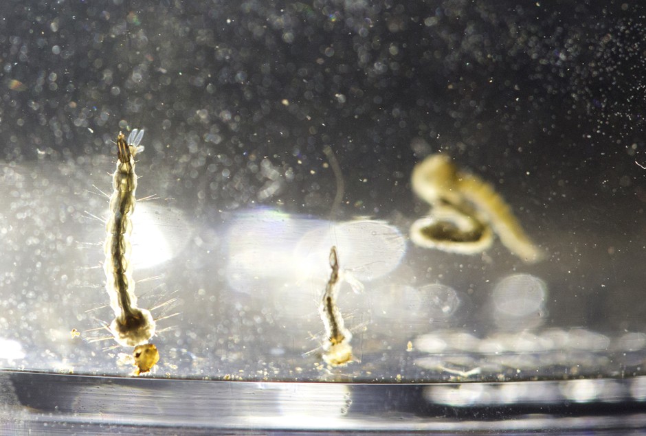 Aedes Aegypti mosquito larvae swim in a container displayed at the Florida Mosquito Control District Office.