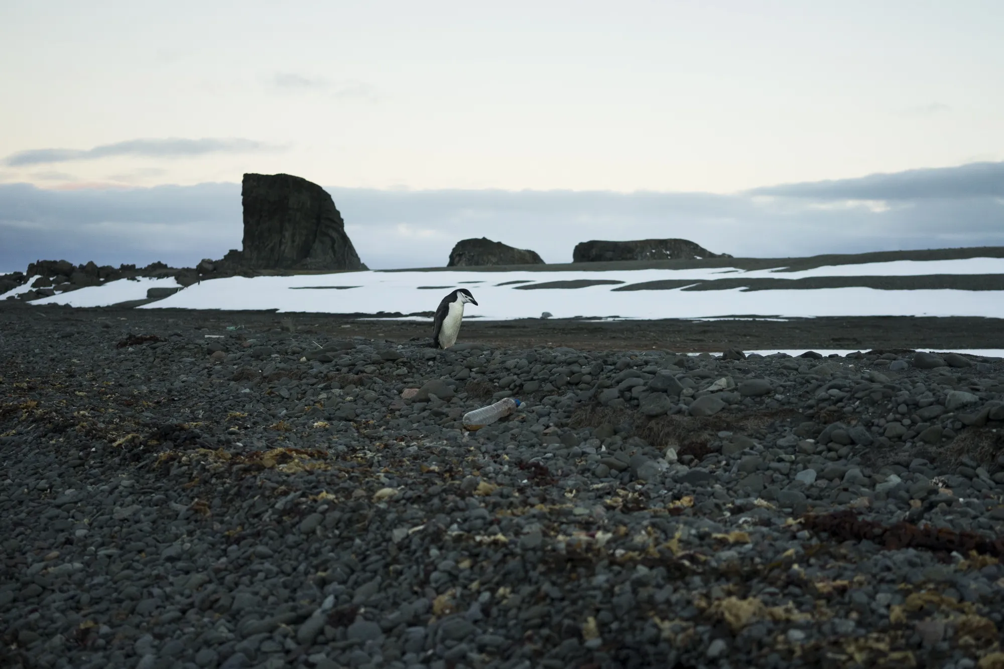 A chinstrap penguin stands behind a plastic bottle carried from sea on Greenwich Island, Antarctica, in 2019.&nbsp;