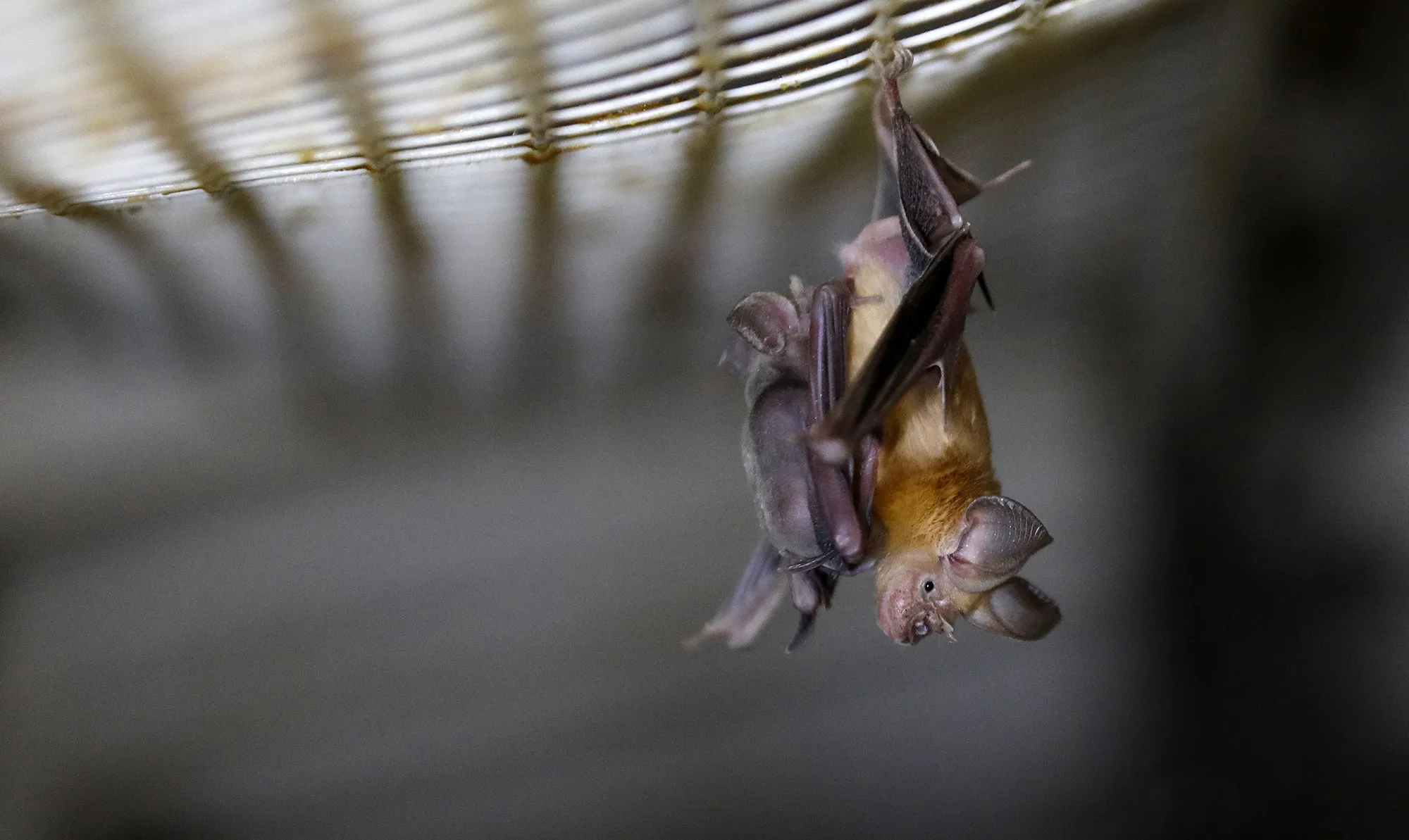 Horseshoe bat