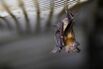 Horseshoe bat GETTY sub