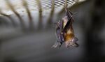 Horseshoe bat