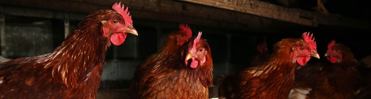 chicken-producers-fall-as-another-lawsuit-alleges-price-fixing-bloomberg