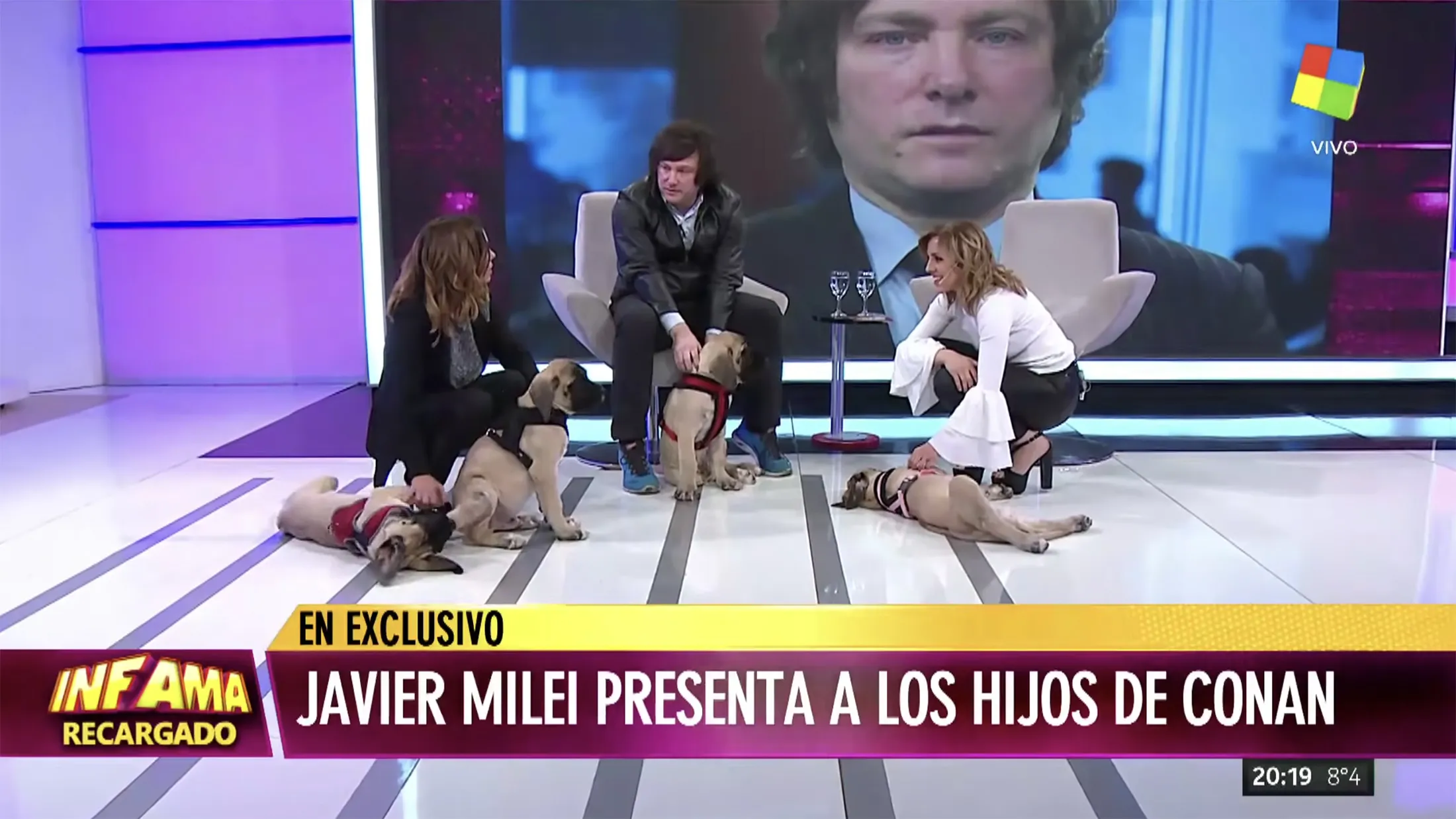 Javier Milei appeared on the Argentine television broadcast of América TV with four of his English Mastiffs in 2018. They were 3 months old then.
