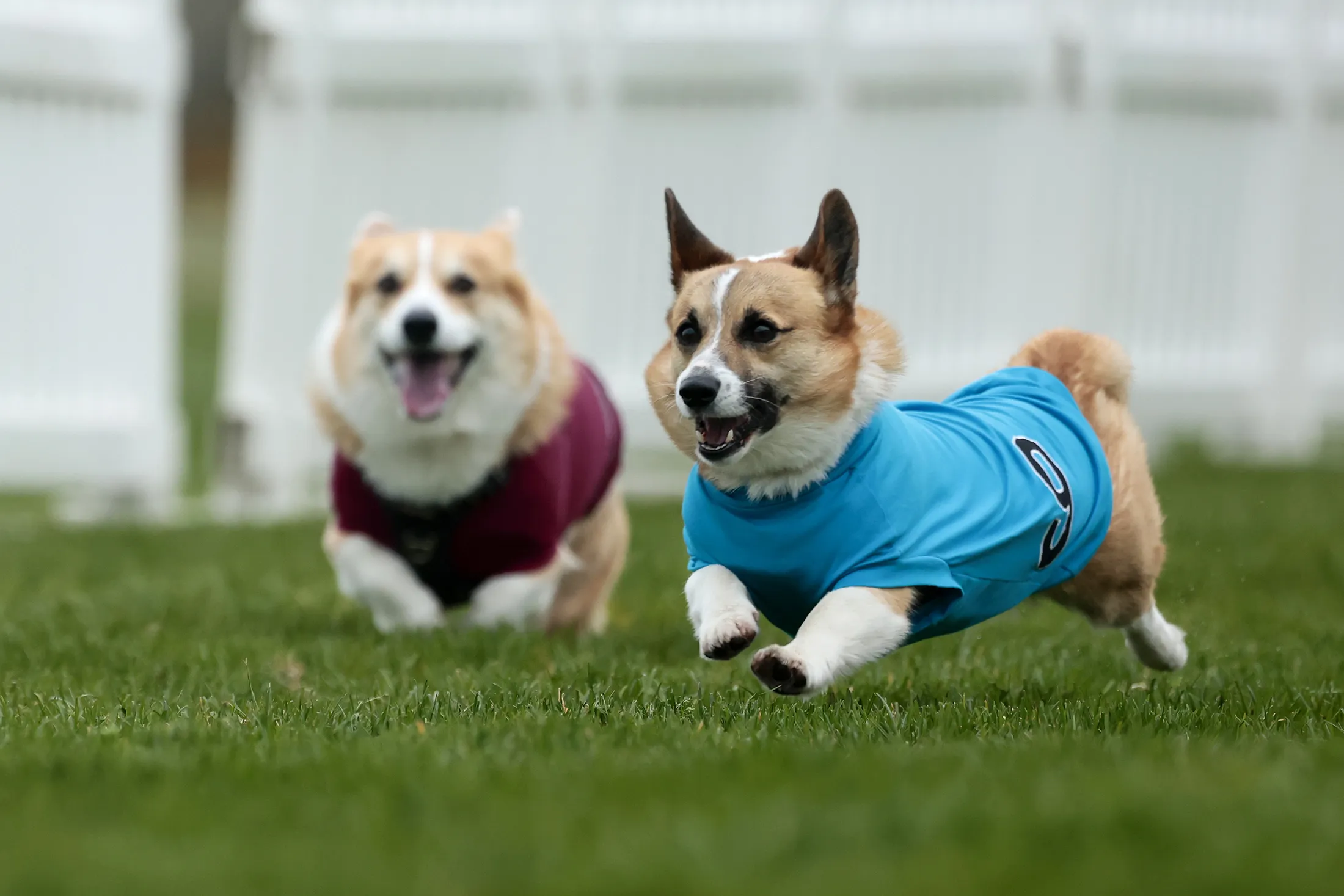 Corgis take part in the Corgi Derby at Musselburgh Race Coursee in Musselburgh, Scotland, on April 4.