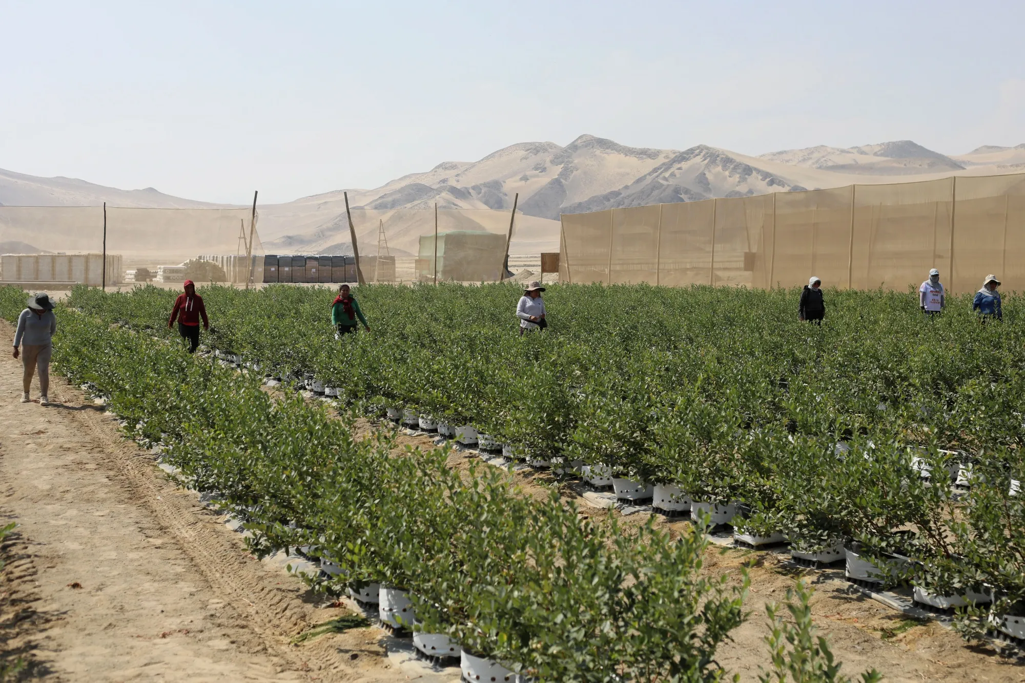 Plantações de mirtilo em Ica, Peru, em 2025. O calor e as fortes chuvas do fenômeno climático El Niño podem danificar as plantações e alterar as colheitas.