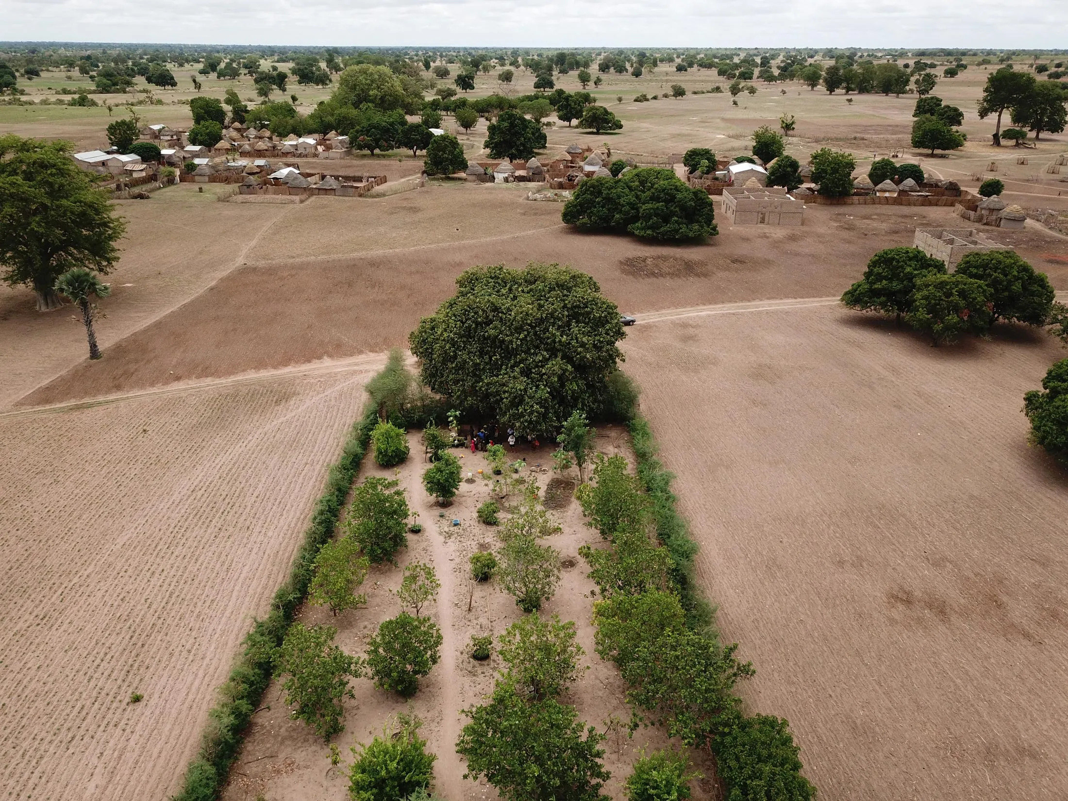 A Forest Garden in Senegal.