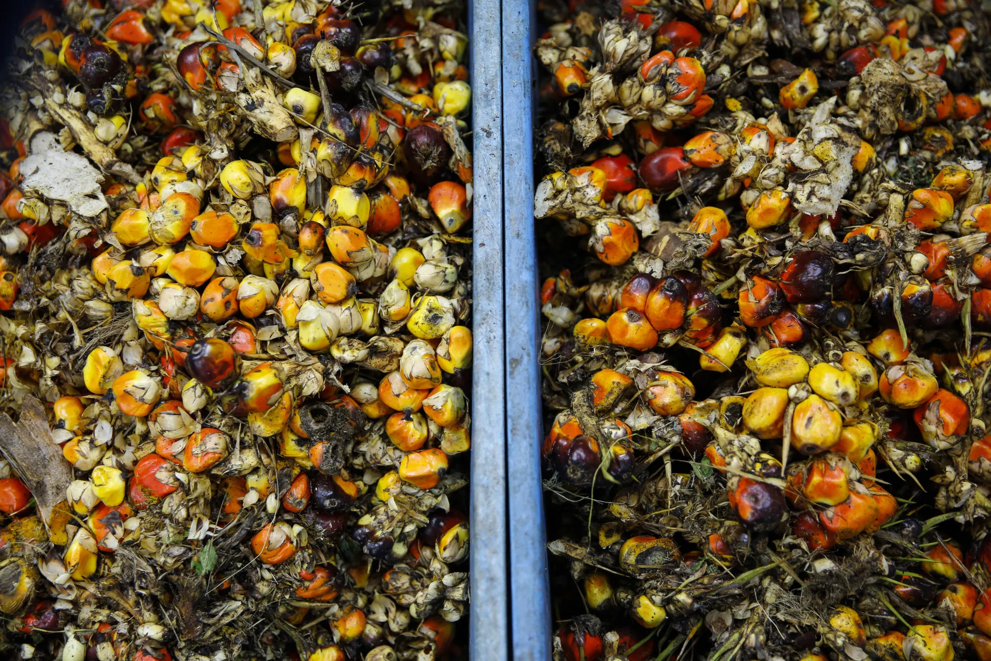 Short And Skinny Oil Palms to Boost World’s Most-Used Edible Oil 