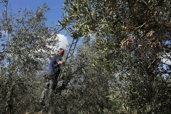 Trump’s Tariffs Send Shock Waves Through Spain’s Olive Groves