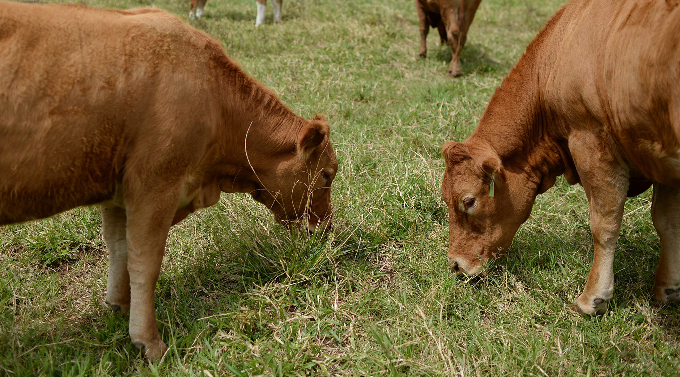 Most Grass-Fed Beef Labeled 'Product of U.S.A.' Is Imported