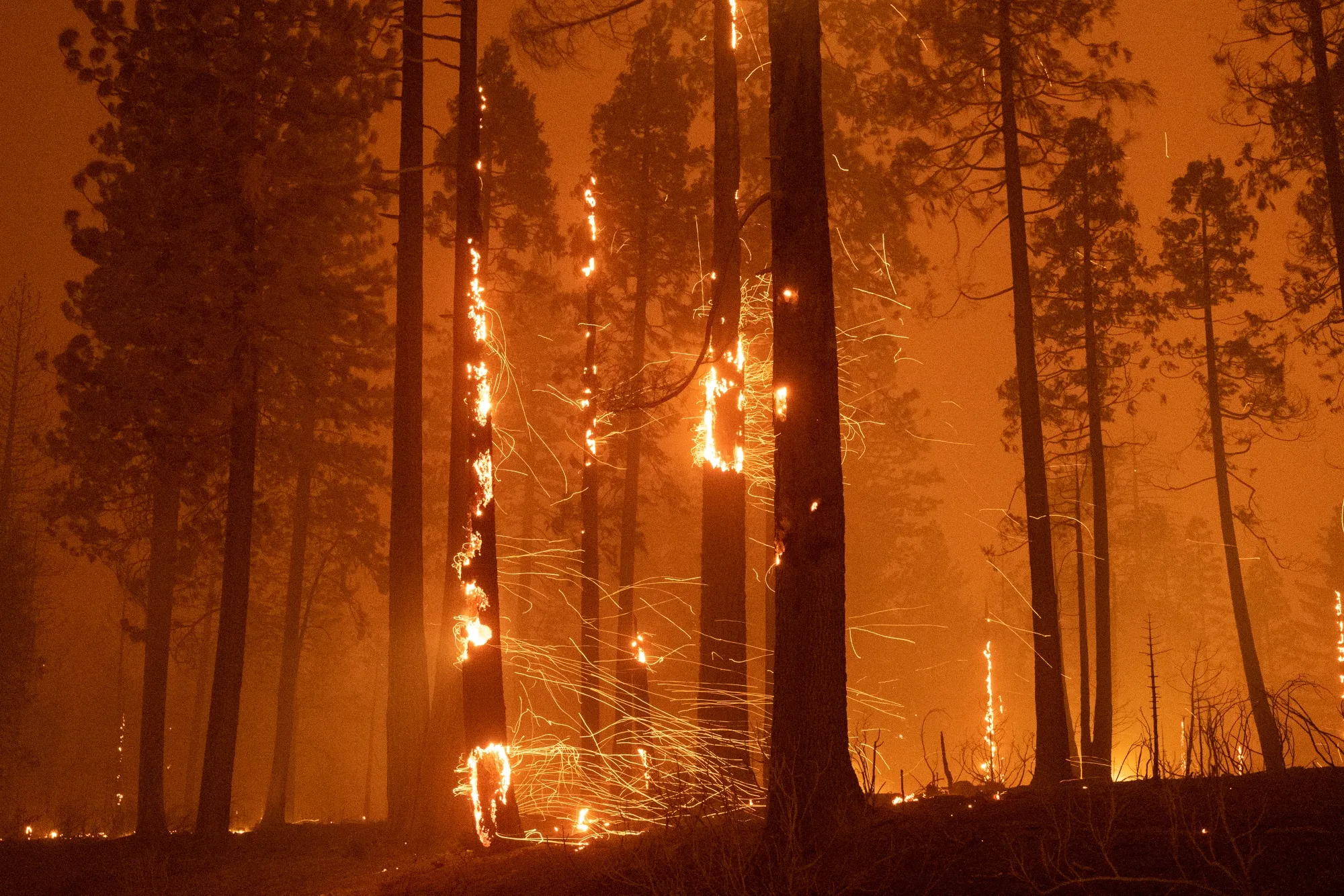 Trees burn during the Caldor Fire near Pollock Pines, California, on Aug. 17.