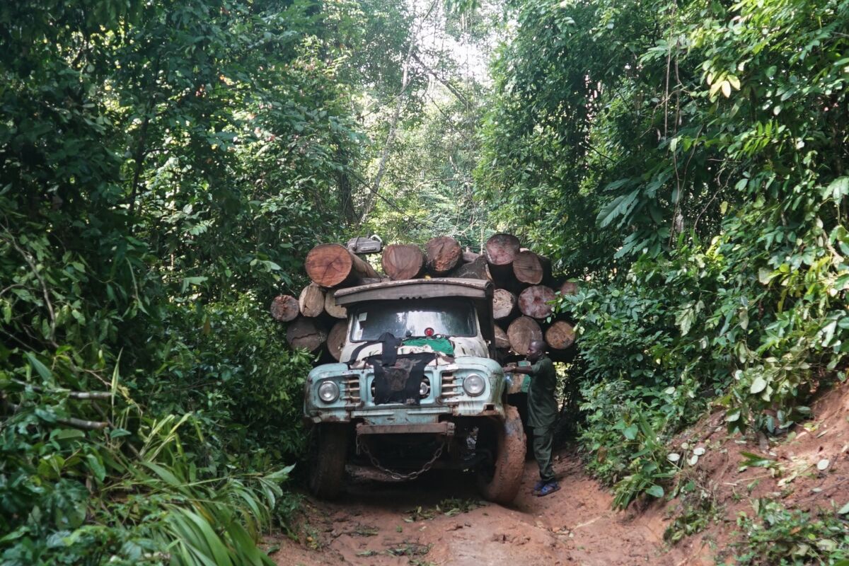 Investors Raise $200 Million to Fight Deforestation in Africa - Bloomberg